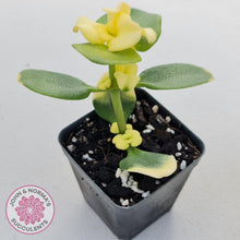 Load image into Gallery viewer, Crassula Multicava Variegated - John & Norma's Succulents