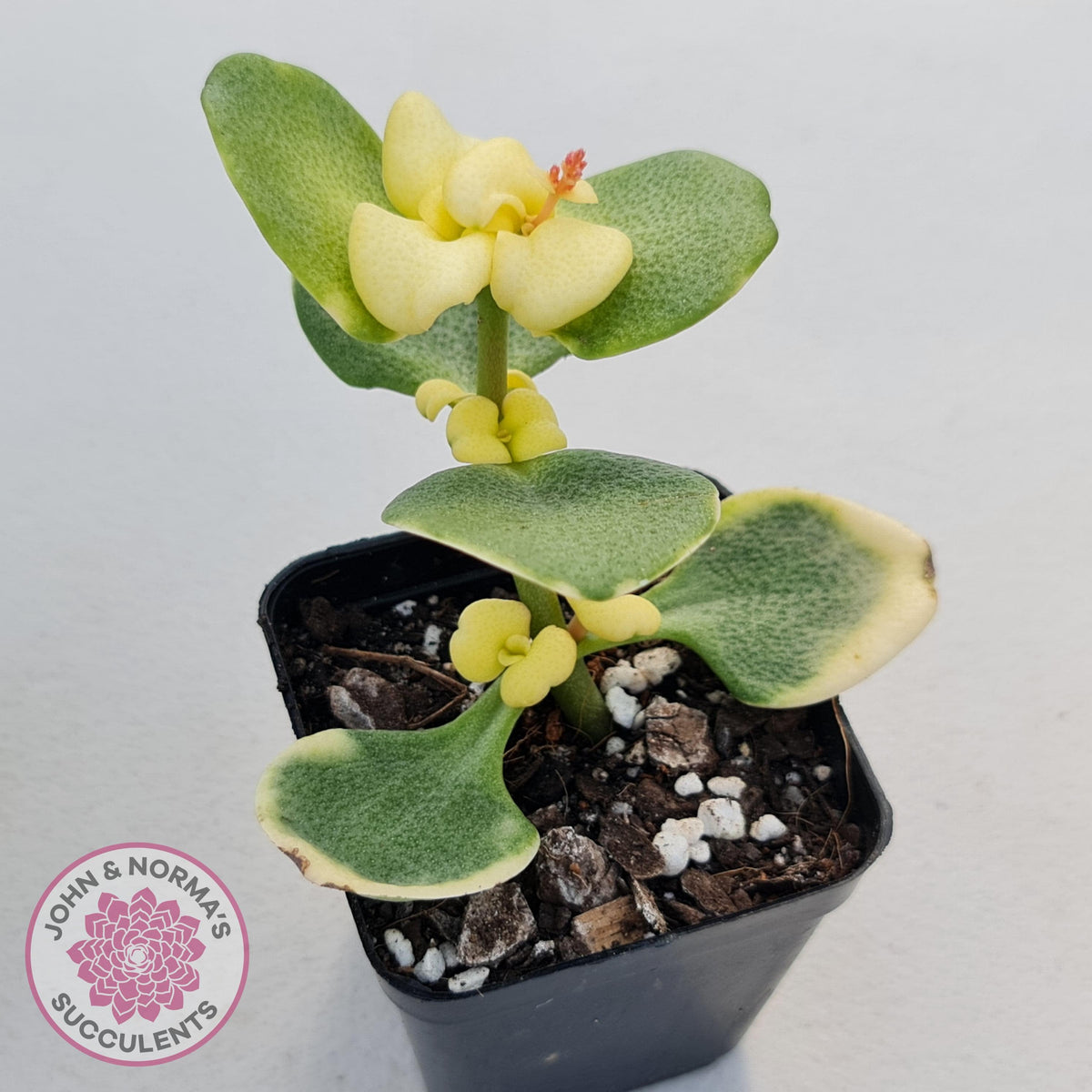 Crassula multicava Variegated