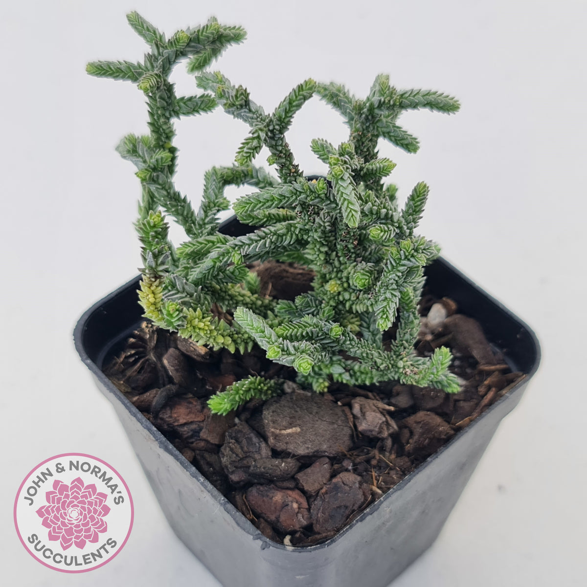 Crassula muscosa Monstrose