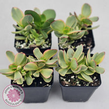 Load image into Gallery viewer, Crassula Platyphylla Variagata - John & Norma's Succulents