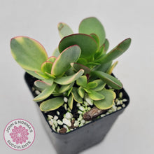 Load image into Gallery viewer, Crassula Platyphylla Variagata - John & Norma's Succulents