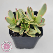 Load image into Gallery viewer, Crassula Platyphylla Variagata - John & Norma's Succulents
