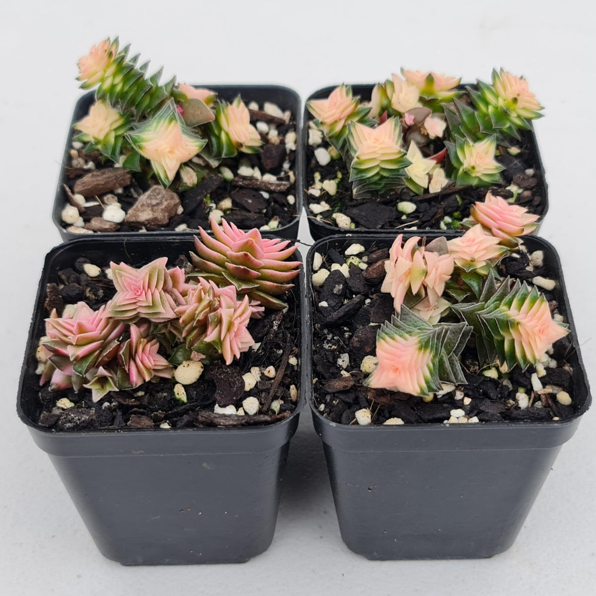 Crassula capitella ssp thyrsiflora variegated