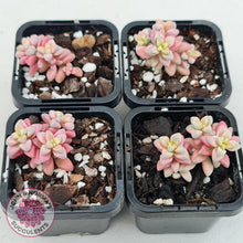 Load image into Gallery viewer, Crassula deltoidea variegata - John & Norma's Succulents