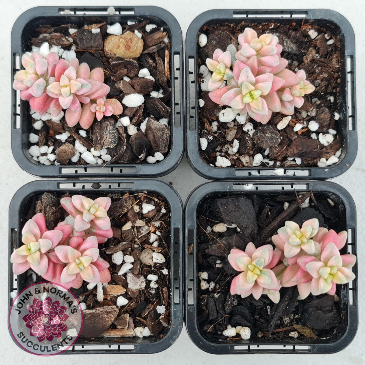 Crassula deltoidea variegata