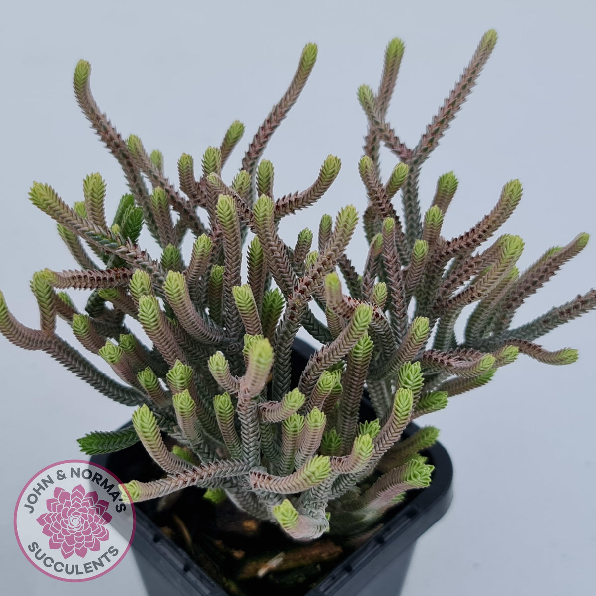 Crassula muscosa variegata