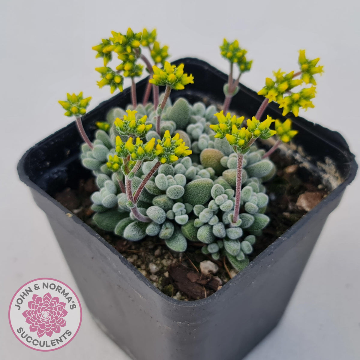 Crassula namaquensis ssp. comptonii