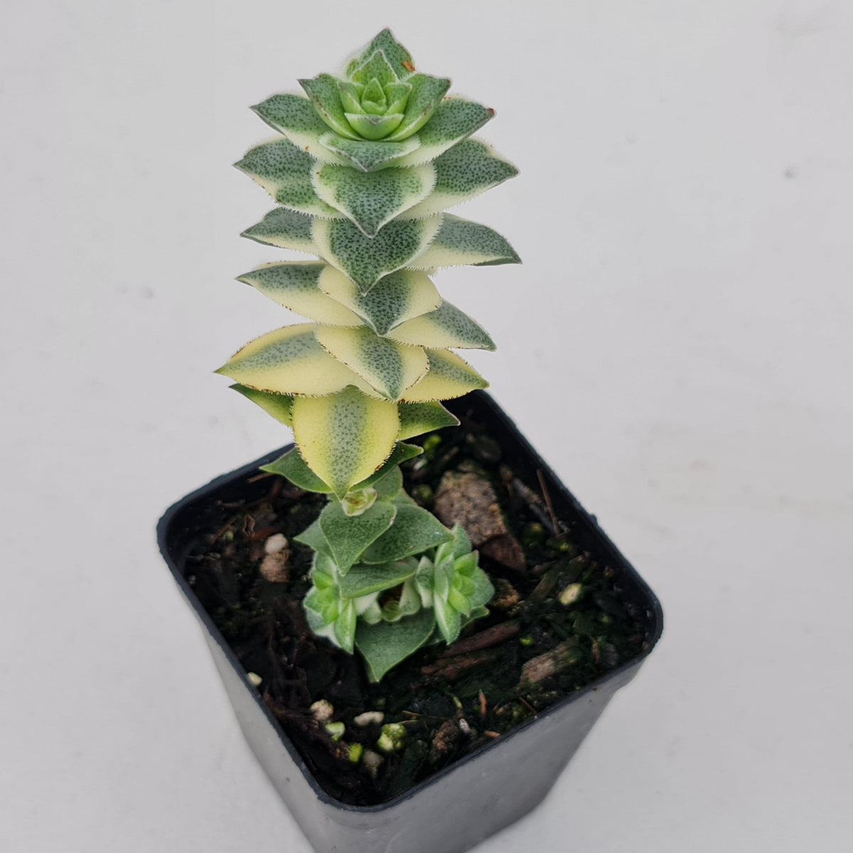 Crassula perforata 'Southern Cross' (white variegate)