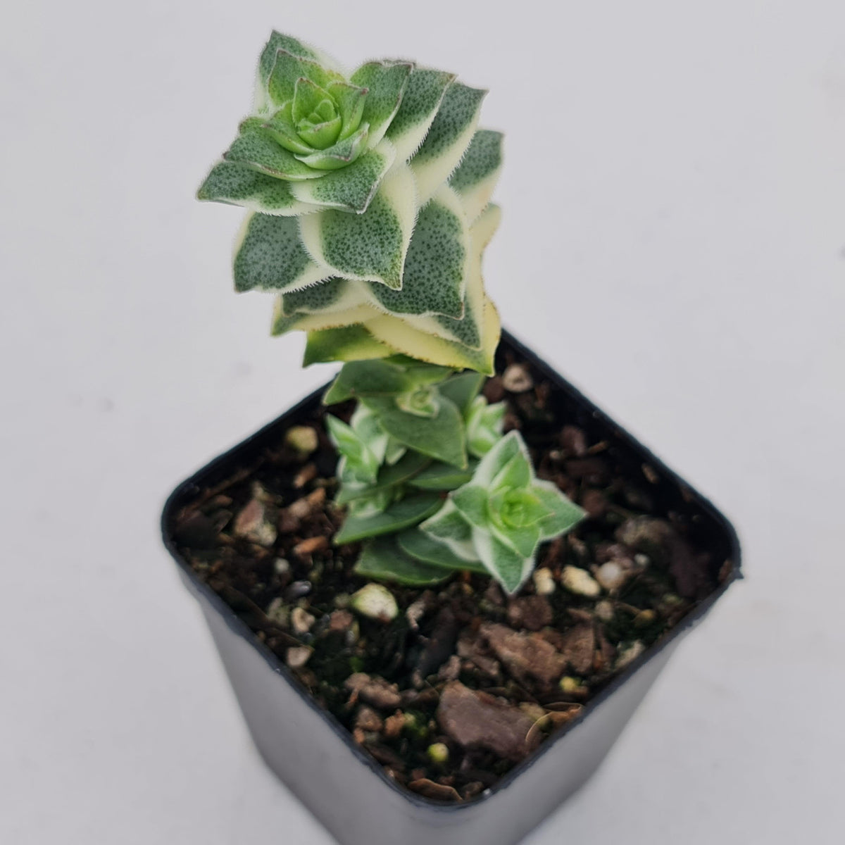 Crassula perforata 'Southern Cross' (white variegate)