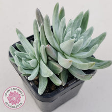 Load image into Gallery viewer, Dudleya gnoma 'White Sprite' - John & Norma's Succulents