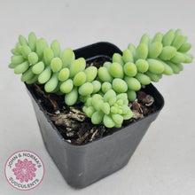 Load image into Gallery viewer, Sedum burrito - Dwarf Donkey Tail - John & Norma's Succulents