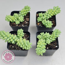 Load image into Gallery viewer, Sedum burrito - Dwarf Donkey Tail - John & Norma's Succulents