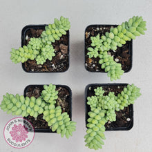 Load image into Gallery viewer, Sedum burrito - Dwarf Donkey Tail - John & Norma's Succulents