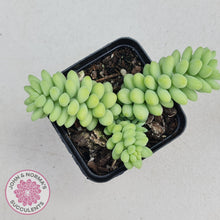 Load image into Gallery viewer, Sedum burrito - Dwarf Donkey Tail - John & Norma's Succulents