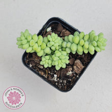 Load image into Gallery viewer, Sedum burrito - Dwarf Donkey Tail - John & Norma's Succulents