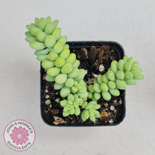 Load image into Gallery viewer, Sedum burrito - Dwarf Donkey Tail - John & Norma's Succulents