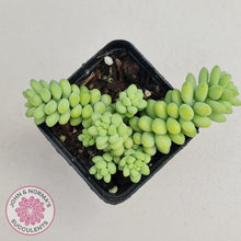 Load image into Gallery viewer, Sedum burrito - Dwarf Donkey Tail - John & Norma's Succulents