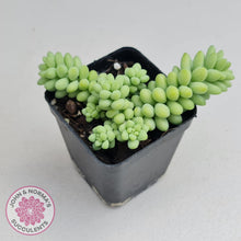 Load image into Gallery viewer, Sedum burrito - Dwarf Donkey Tail - John & Norma's Succulents