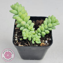 Load image into Gallery viewer, Sedum burrito - Dwarf Donkey Tail - John & Norma's Succulents