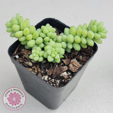 Load image into Gallery viewer, Sedum burrito - Dwarf Donkey Tail - John & Norma's Succulents
