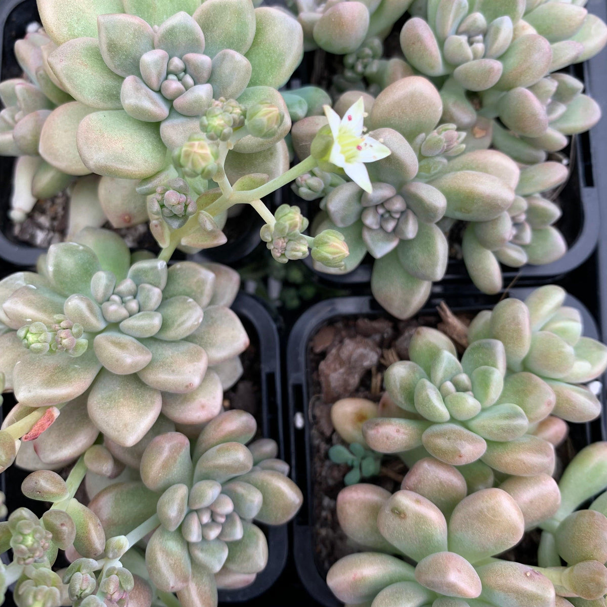 Graptopetalum mendozae