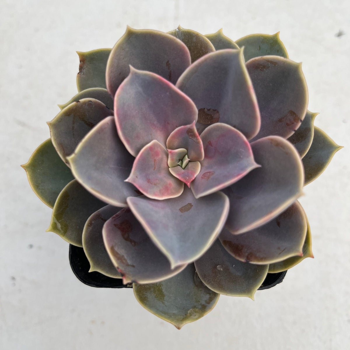 Echeveria Perle Von Nurnberg