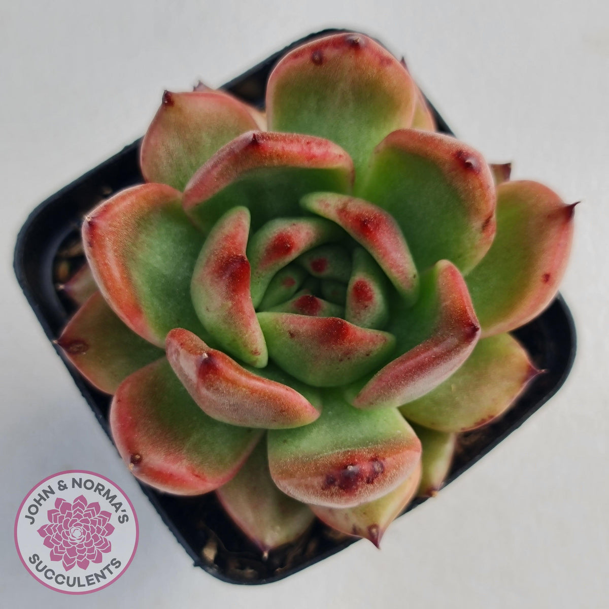 Echeveria Agavoides Amestro (Lg)