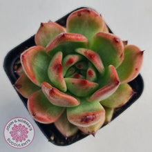Load image into Gallery viewer, Echeveria Agavoides Amestro - John & Norma's Succulents