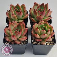 Load image into Gallery viewer, Echeveria Agavoides Amestro - John & Norma's Succulents