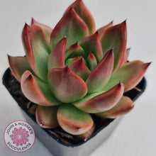 Load image into Gallery viewer, Echeveria Agavoides Amestro - John & Norma's Succulents