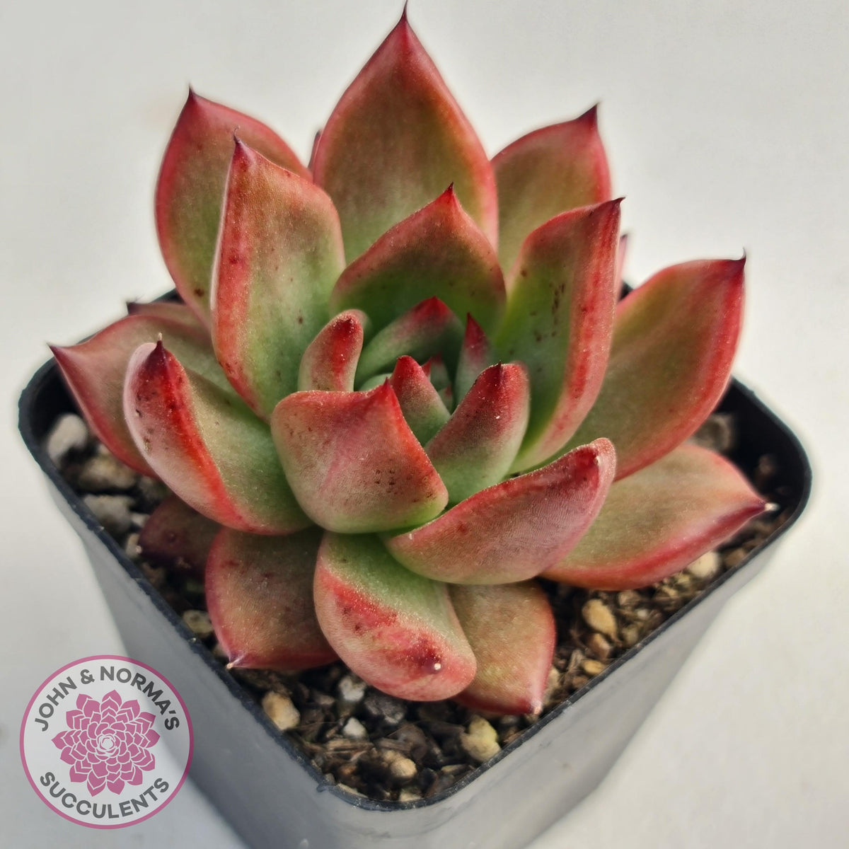 Echeveria Agavoides Amestro (Lg)