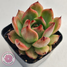 Load image into Gallery viewer, Echeveria Agavoides Amestro - John & Norma's Succulents