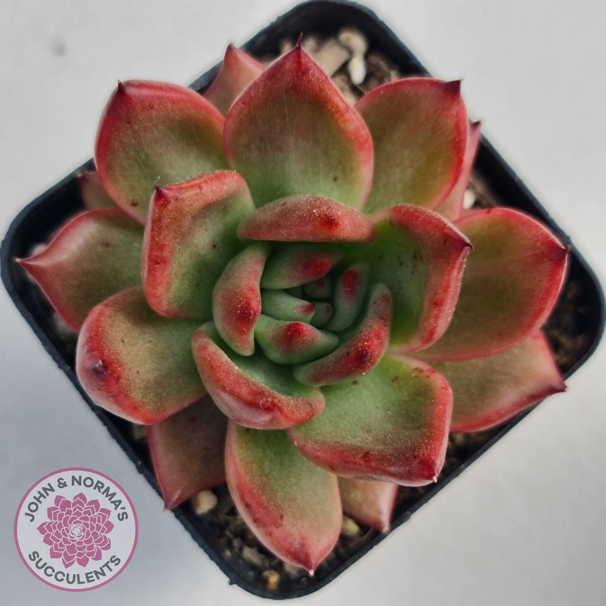 Echeveria Agavoides Amestro (Lg)
