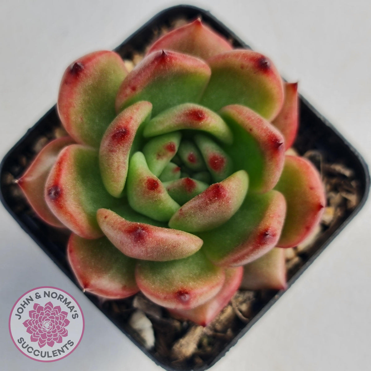 Echeveria Agavoides Amestro (Lg)