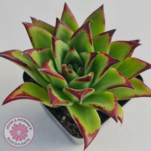 Load image into Gallery viewer, Echeveria Agavoides Lipstick - John & Norma's Succulents