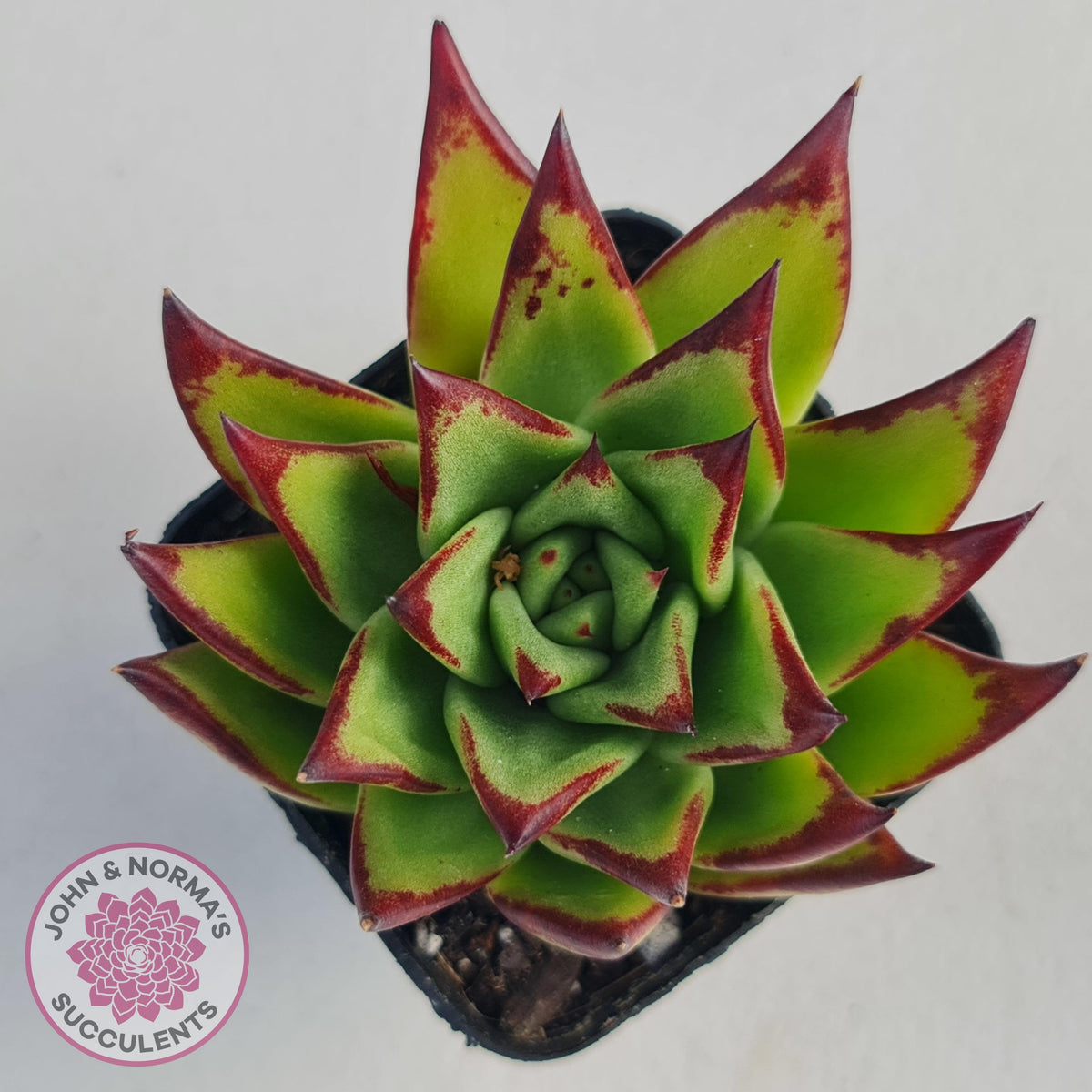 Echeveria Agavoides Lipstick