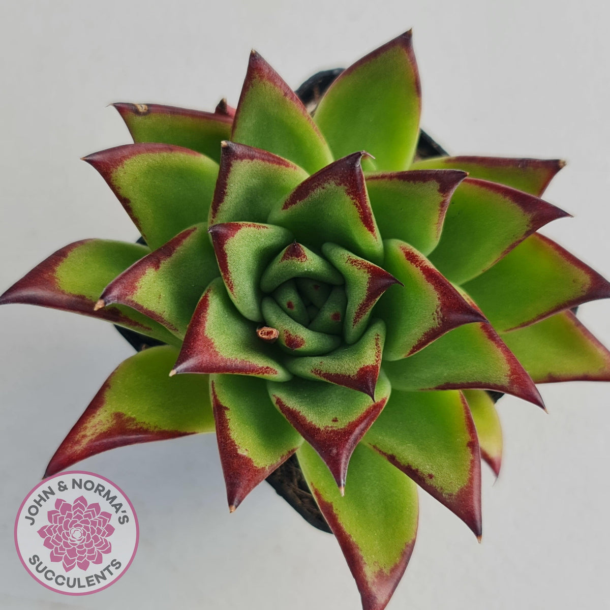 Echeveria Agavoides Lipstick