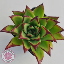 Load image into Gallery viewer, Echeveria Agavoides Lipstick - John & Norma's Succulents