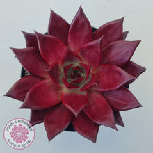 Load image into Gallery viewer, Echeveria Agavoides Romeo Rubin - Large