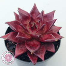 Load image into Gallery viewer, Echeveria Agavoides Romeo Rubin - Large