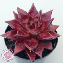 Load image into Gallery viewer, Echeveria agavoides 'Romeo Rubin' - Large