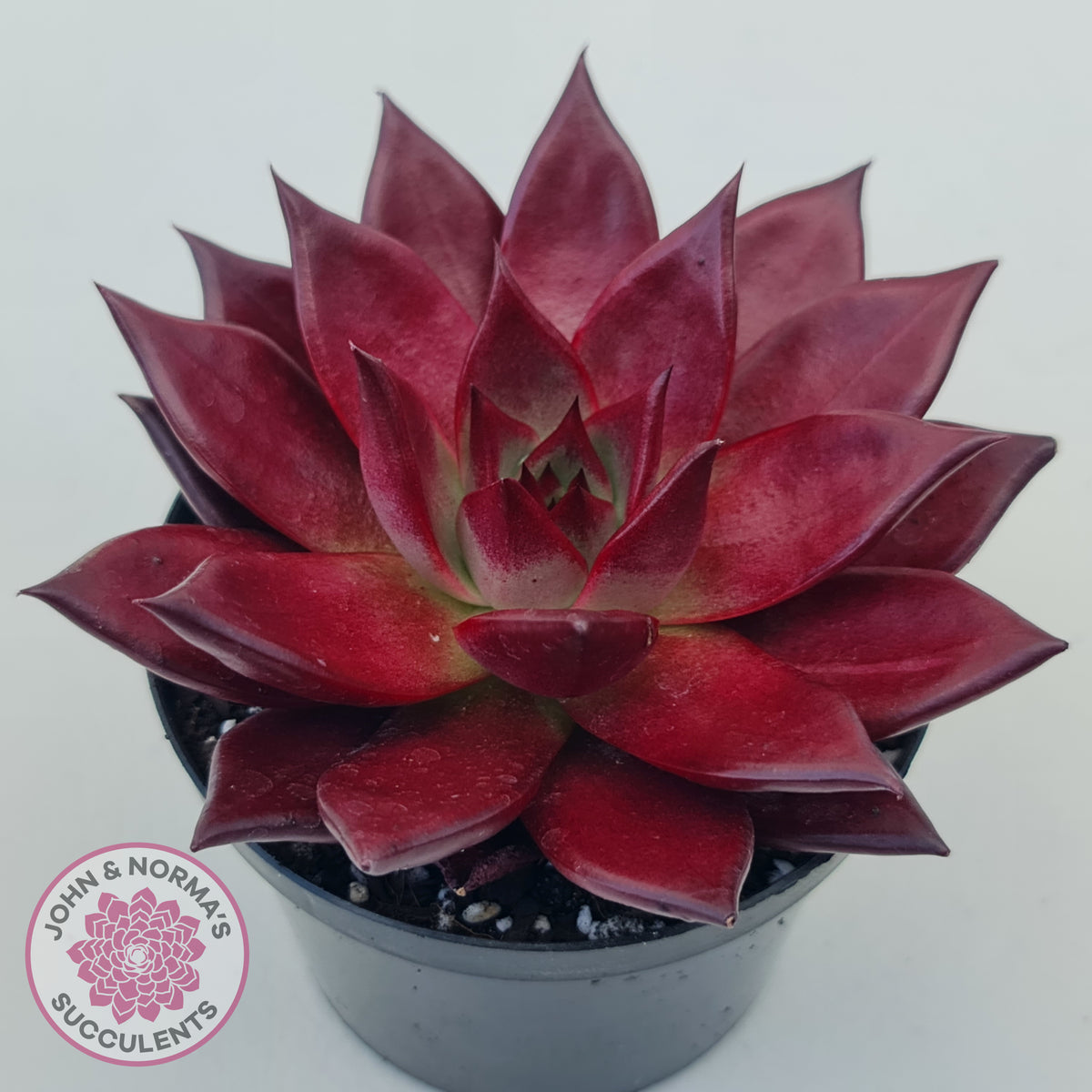 Echeveria agavoides 'Romeo Rubin' - Large