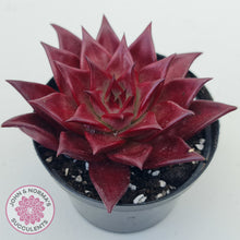 Load image into Gallery viewer, Echeveria Agavoides Romeo Rubin - Large