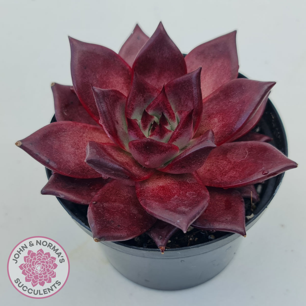 Echeveria agavoides 'Romeo Rubin' - Large