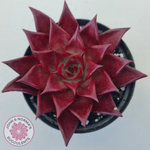 Load image into Gallery viewer, Echeveria Agavoides Romeo Rubin - Large