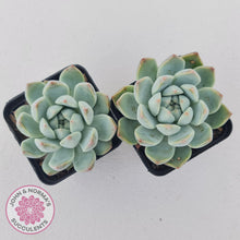 Load image into Gallery viewer, Echeveria Alba Beauty (multi)