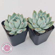 Load image into Gallery viewer, Echeveria Alba Beauty (multi)