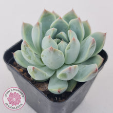 Load image into Gallery viewer, Echeveria Alba Beauty (multi)