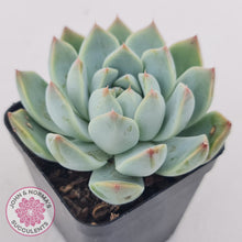 Load image into Gallery viewer, Echeveria Alba Beauty (multi)