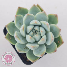 Load image into Gallery viewer, Echeveria Alba Beauty (multi)